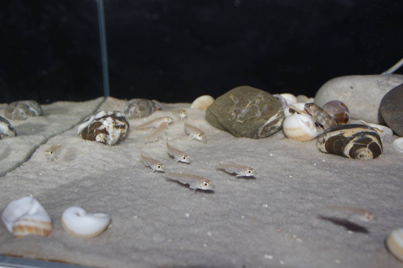 Grammatotria lemairii 'Katete'